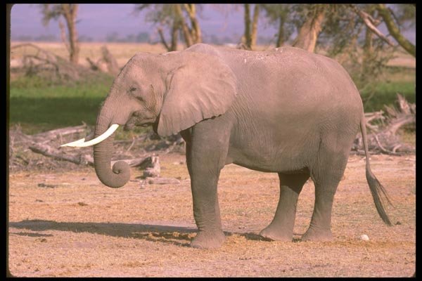 107010 African Elephant A4 Photo Print