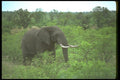 107011 African Elephant Bull A4 Photo Print