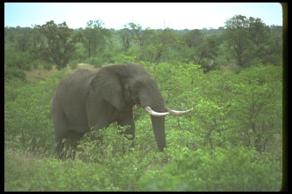 107011 African Elephant Bull A4 Photo Print
