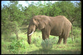 107012 African Elephant Bull A4 Photo Print