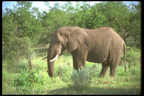 107012 African Elephant Bull A4 Photo Print