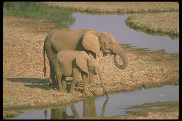 107013 African Elephants Drinking A4 Photo Print