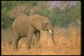 107014 African Elephant Feeding On Grass A4 Photo Print