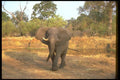 107015 African Elephant A4 Photo Print