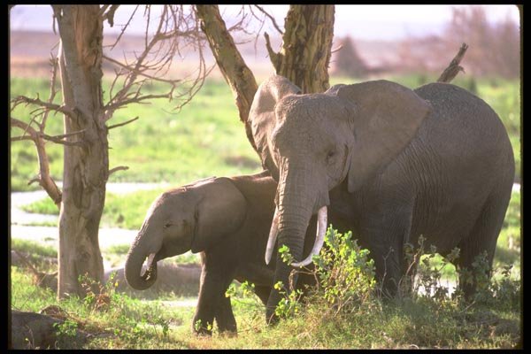 107016 African Elephants Feeding In Swamp A4 Photo Print