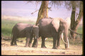 107017 African Elephants Huge Cow With Sub Adult A4 Photo Print
