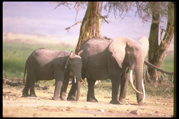 107017 African Elephants Huge Cow With Sub Adult A4 Photo Print