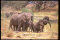 107018 African Elephants Dust Bathing A4 Photo Print