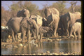 107019 African Elephants Breeding Herd At Water A4 Photo Print