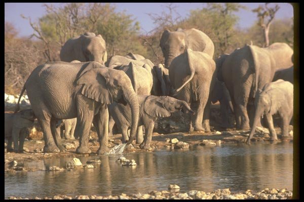 107019 African Elephants Breeding Herd At Water A4 Photo Print
