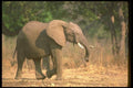 107020 African Elephant Aggression A4 Photo Print