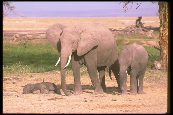 107021 African Elephants With Small Calf A4 Photo Print