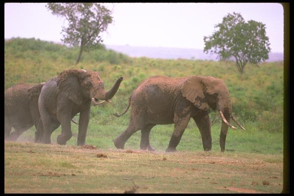 107022 African Elephants Feeding In Swamp A4 Photo Print
