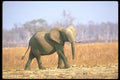 107023 African Elephant A4 Photo Print