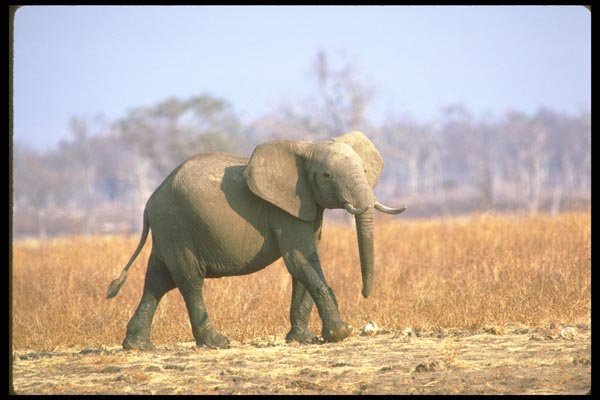 107023 African Elephant A4 Photo Print