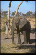 107024 African Elephant A4 Photo Print