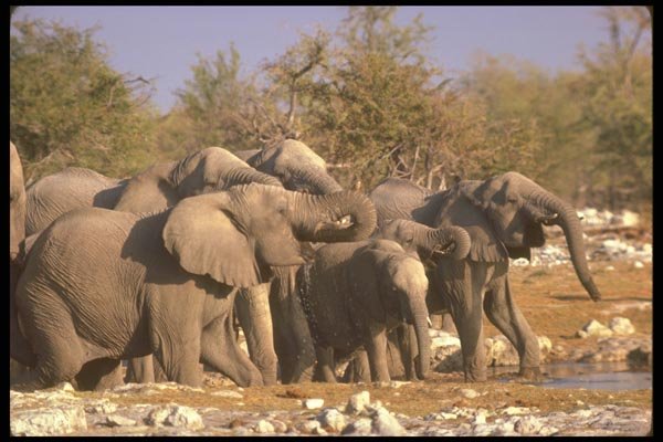 107025 African Elephants A4 Photo Print
