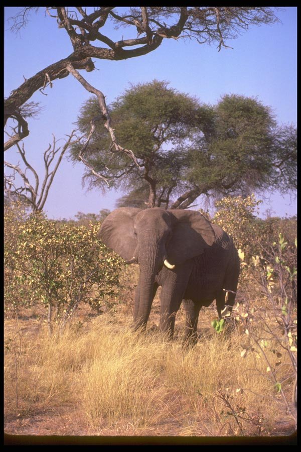 107026 African Elephant Challenge A4 Photo Print