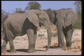 107027 African Elephants A4 Photo Print