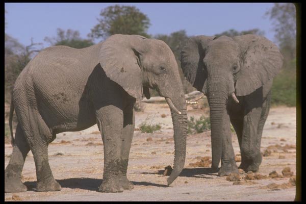 107027 African Elephants A4 Photo Print