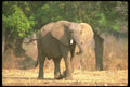 107028 African Elephant Aggression A4 Photo Print