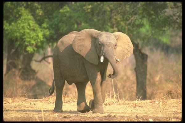 107028 African Elephant Aggression A4 Photo Print