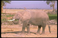 107029 African Elephant Dust Bathing A4 Photo Print