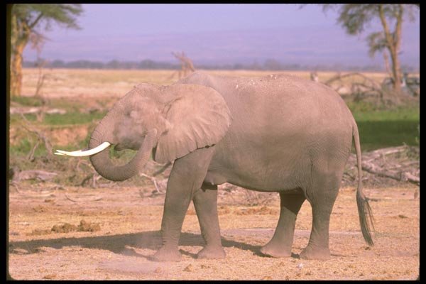 107029 African Elephant Dust Bathing A4 Photo Print