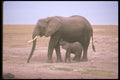 107030 African Elephant With Small Calf Nursing A4 Photo Print