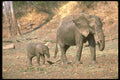 107031 African Elephant Cow With Small Calf At Mud Wallow A4 Photo Print