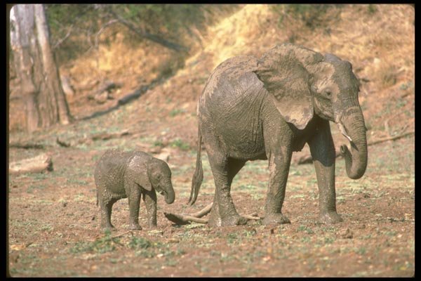 107031 African Elephant Cow With Small Calf At Mud Wallow A4 Photo Print