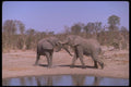 107032 African Elephant A4 Photo Print