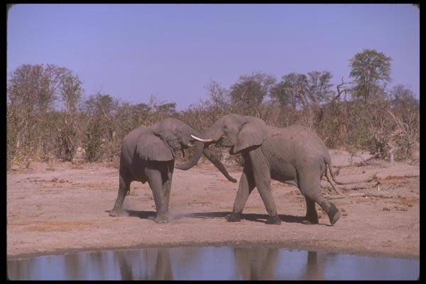 107032 African Elephant A4 Photo Print