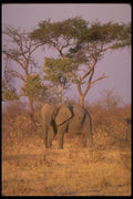 107033 African Elephant A4 Photo Print