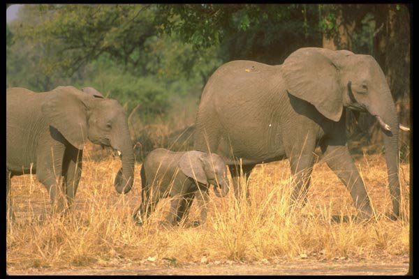 107034 African Elephants With Small Calf A4 Photo Print
