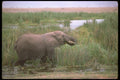 107035 African Elephant Feeding In Swamp A4 Photo Print