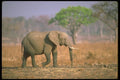 107036 African Elephant A4 Photo Print