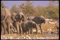107037 African Elephants A4 Photo Print