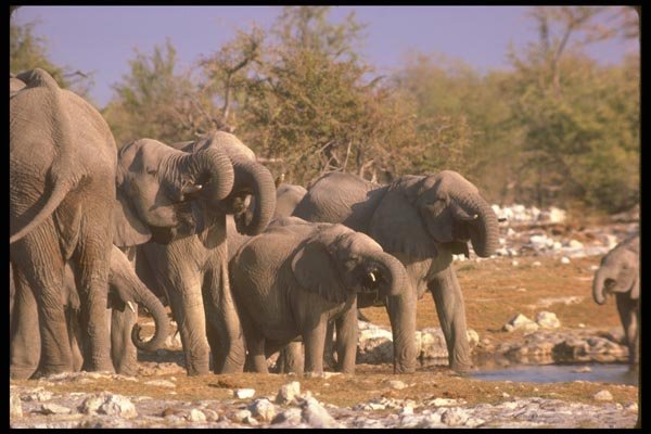 107037 African Elephants A4 Photo Print