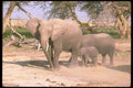 107038 African Elephants With Small Calf A4 Photo Print