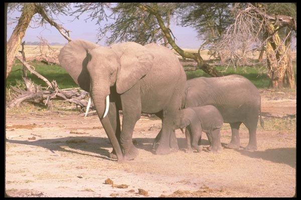 107038 African Elephants With Small Calf A4 Photo Print