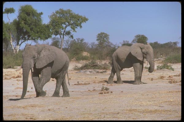 107039 African Elephants A4 Photo Print