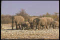 107040 African Elephants A4 Photo Print