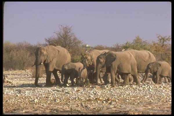 107040 African Elephants A4 Photo Print