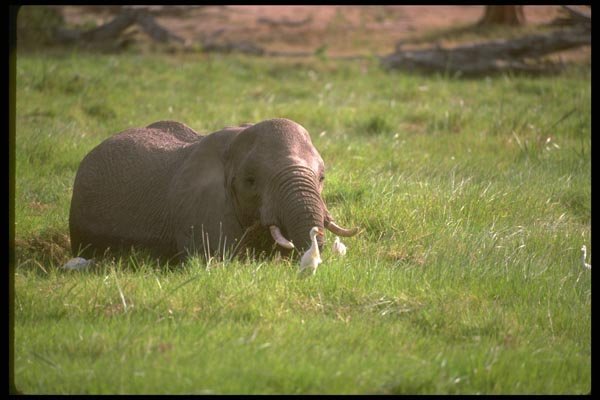 107041 African Elephant Feeding In Swamp A4 Photo Print