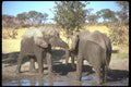107042 African Elephants Confrontation A4 Photo Print