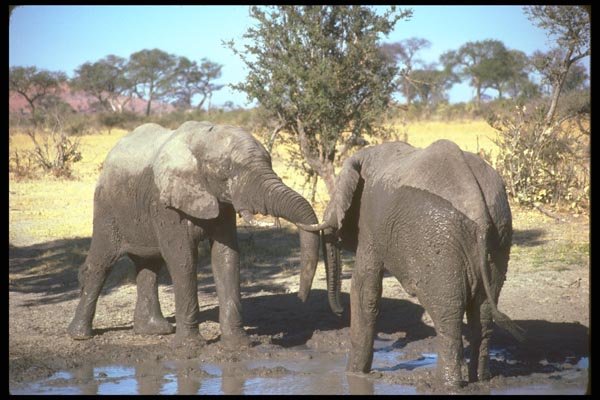 107042 African Elephants Confrontation A4 Photo Print
