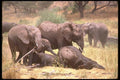 107043 African Elephants Dust Bathing A4 Photo Print