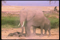 107044 African Elephants Dust Bathing A4 Photo Print