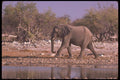 107045 African Elephant Striding A4 Photo Print